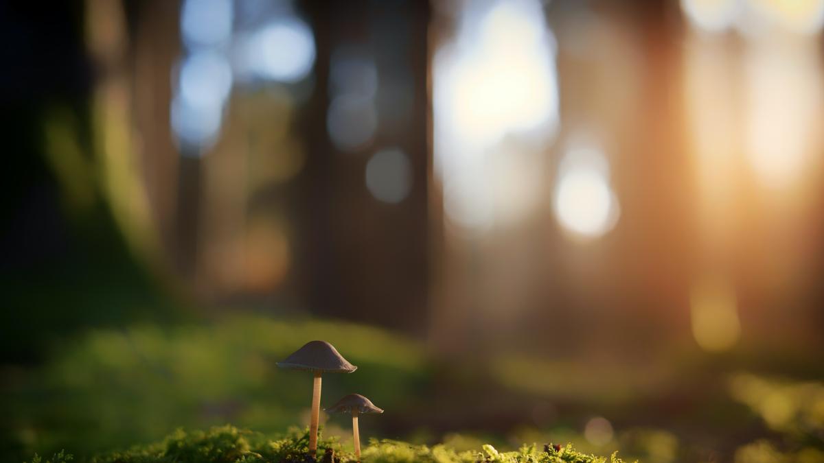 This image is of two little mushroom fungi in a forest at sunset. 