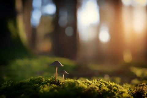 This image is of two little mushroom fungi in a forest at sunset.